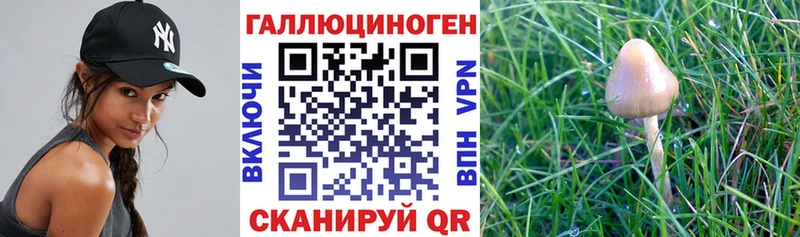 Галлюциногенные грибы Psilocybine cubensis  Мостовской 